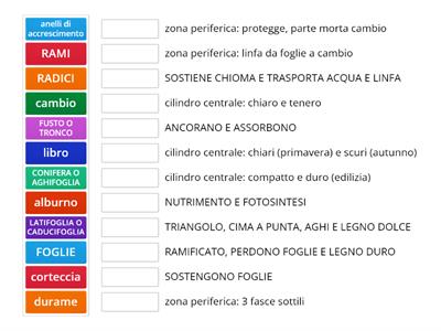 LE FUNZIONI DELLE PARTI DELL'ALBERO