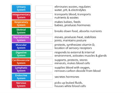 Body Systems