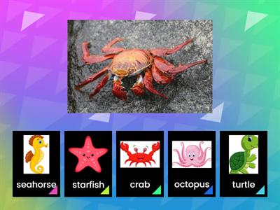 Sea animals sorting (4-7)