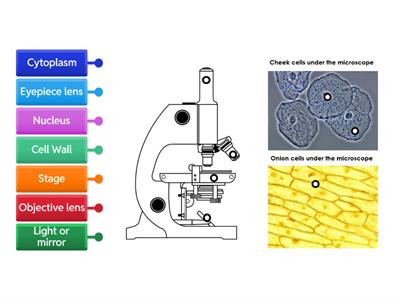 S1 BGE Microscope Labelled Diagram