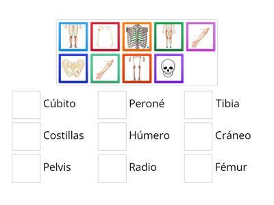Los principales huesos del cuerpo