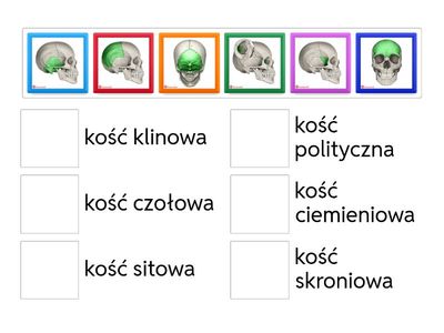 Dopasuj kości mózgoczaszki