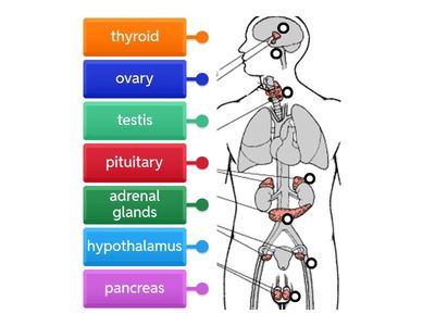 Endocrine system labelling
