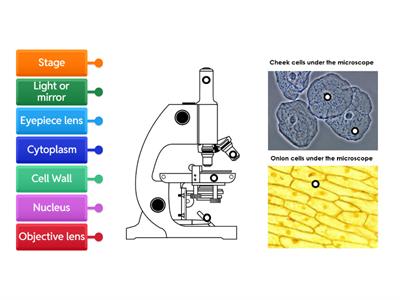 Microscope Labelled Diagram