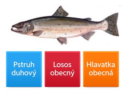 Test Ryby - poznávání druhů