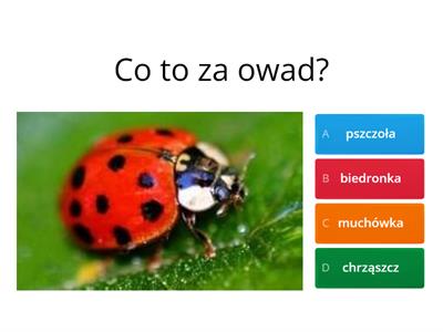 Owady - quiz dla dzieci