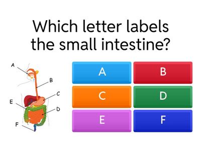  Digestion Quiz
