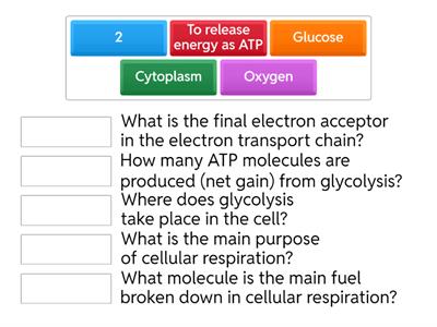 cellular respiration