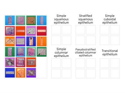 Epithelial Tissue Types Ima Review