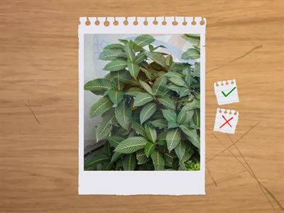 造園丙級識別圖庫