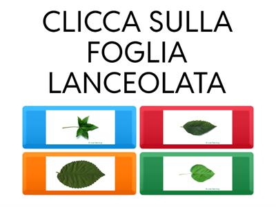  FORME  DELLE FOGLIE