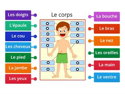 Les parties du corps