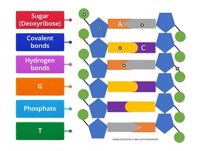 DNA Structure Review