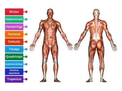 label muscles