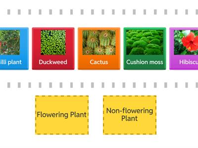 Flowering and Non-flowering plants