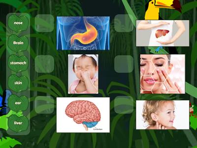EVS class 3 internal and external organs 