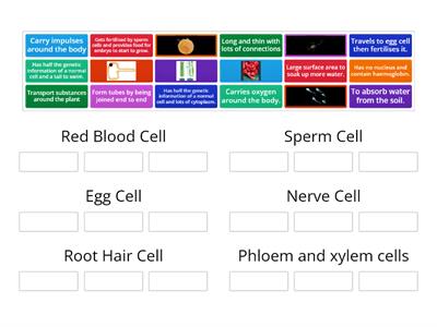 Specialised Cells Group Sort