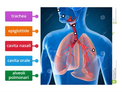 Apparato respiratorio