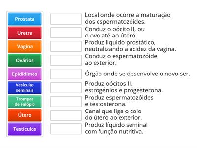 Morfofisiologia do Sistema Reprodutor Humano