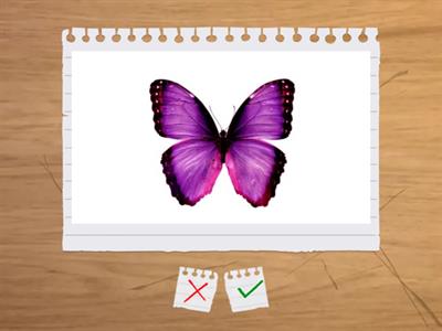 Solutions 6A Words Animals Flash Cards