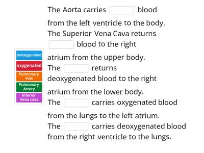 Blood Vessels of the Heart