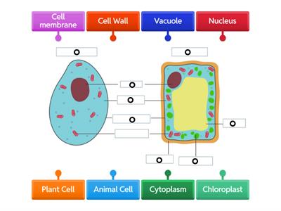 CfE S1 of Plant and Animal Cell