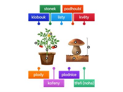 Popis houby a rostliny