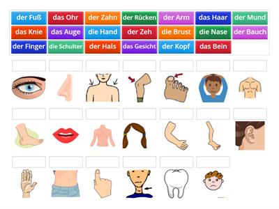 Körperteile 5. Klasse