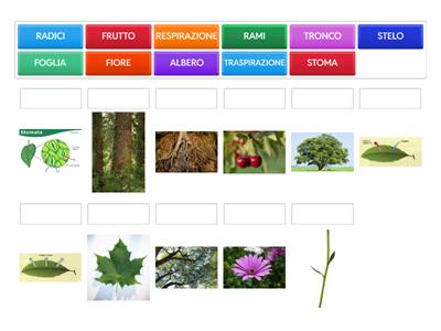 Le parti di una pianta