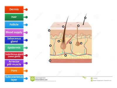 Structure of the Epidermis