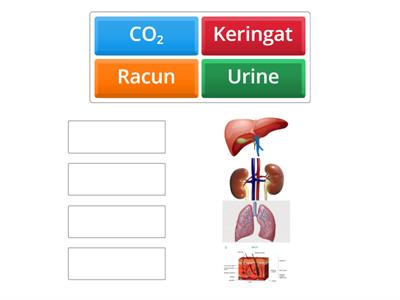 sistem ekskresi manusia