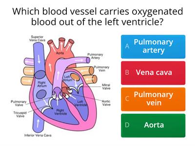  The Heart and Circulation