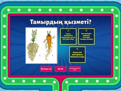 Тамыр аймақтары. 