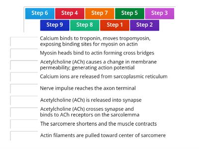 9 Steps of Muscle Contraction