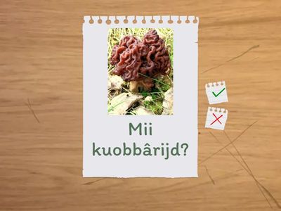 Kuobbâreh Kätkö 4