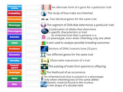 GENETICS VOCABULARY