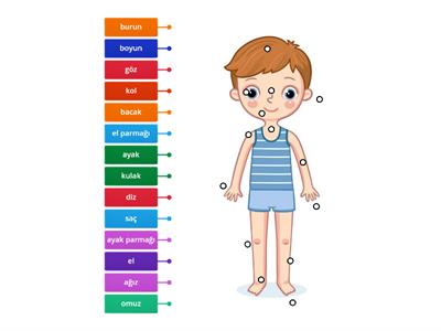 A1 SEVİYESİ VÜCUDUN BÖLÜMLERİNİN TÜRKÇE KARŞILIĞI