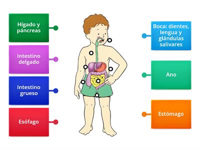 aparato digestivo