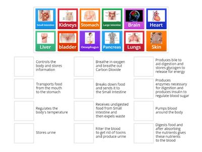 Organs and Functions match-up