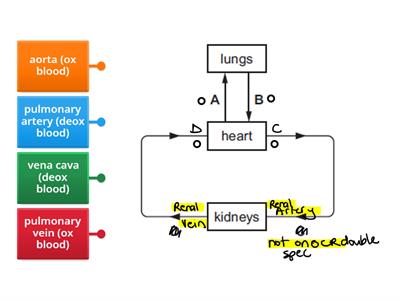 Circulation  - OCR double Gateway