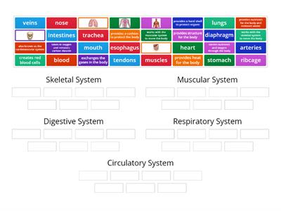 Human Body Systems