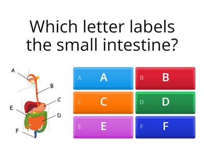 Digestion Quiz