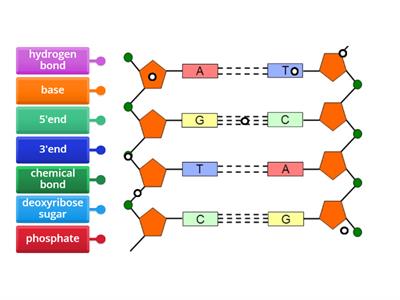 DNA (Higher)