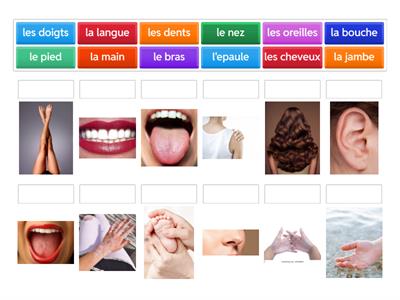 les parties du corps