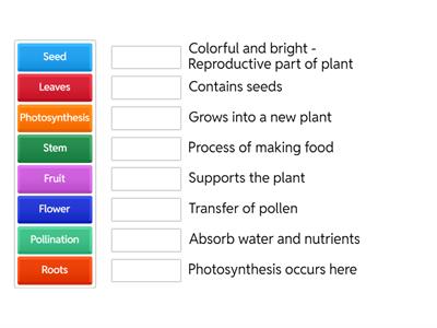 Plant Structures and Functions