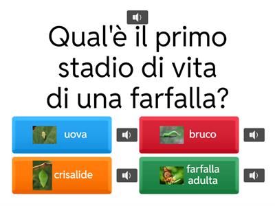 METAMORFOSI DAL BRUCO ALLA FARFALLA