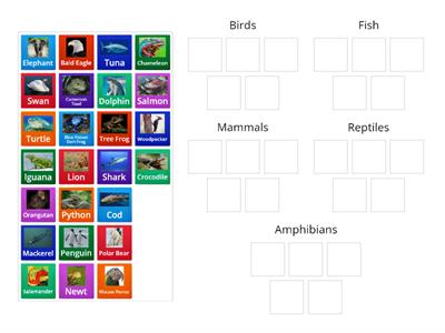 Week 14 SCI Animal classification game