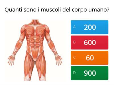 Il sistema scheletrico QUIZ