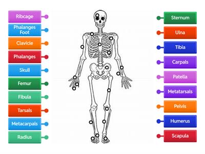 Leaving cert-HL biology- THE SKELETON