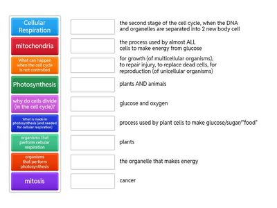 Cell Processes Test